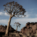 Quiver tree | Namibie